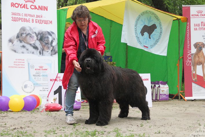 Фото: ньюфаундленд Жорж с Берега Дона (Zhorzh s Berega Dona)