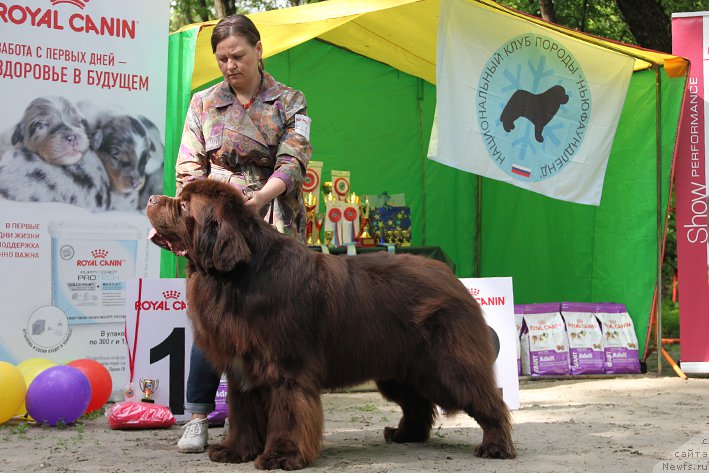Фото: ньюфаундленд Акватория Келвин Райз Афтэ Ми (Aquatoriya Kelvin Rise After Me)