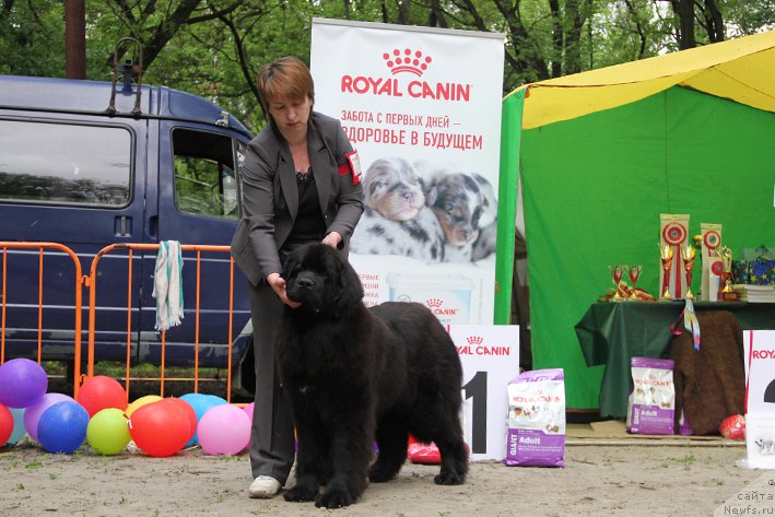 Фото: ньюфаундленд Зимушка Зима из Уникальной Коллекции (Zimushka Zima iz Unikalnoy Kollektsii)