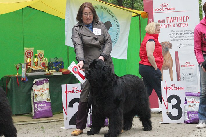 Фото: ньюфаундленд Угрюм Река Из Тихого Омута (Ugryum Reka iz Tihogo Omuta)