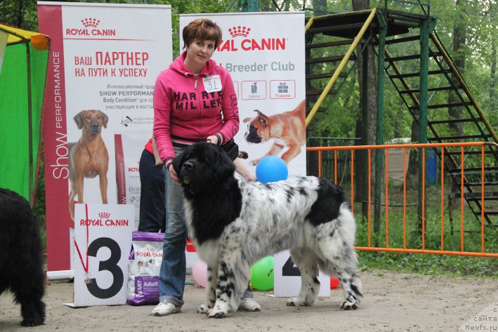 Фото: ньюфаундленд Сказочная Кроха Шампань