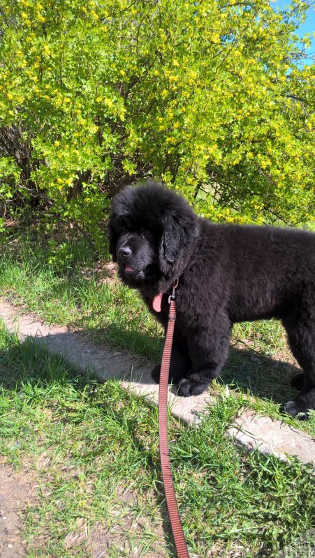 Фото: ньюфаундленд Инфант Форева Янг