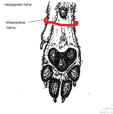 Фотография № 225032