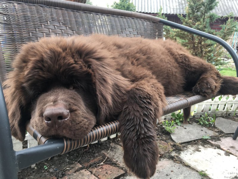 Фото: ньюфаундленд Браунблад МСК Ларчи Ардон (Brownblood MSK Larchie Ardon)