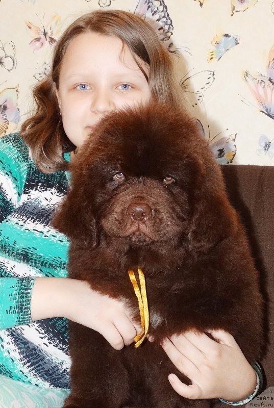 Фото: ньюфаундленд Браунблад МСК Дарлина Джой (Brownblood MSK Darlina Joy)