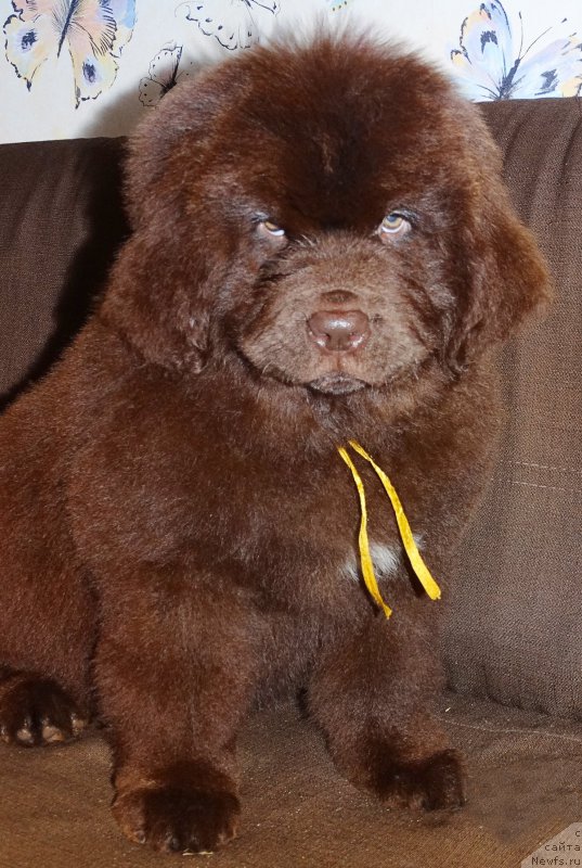 Фото: ньюфаундленд Браунблад МСК Дарлина Джой (Brownblood MSK Darlina Joy)