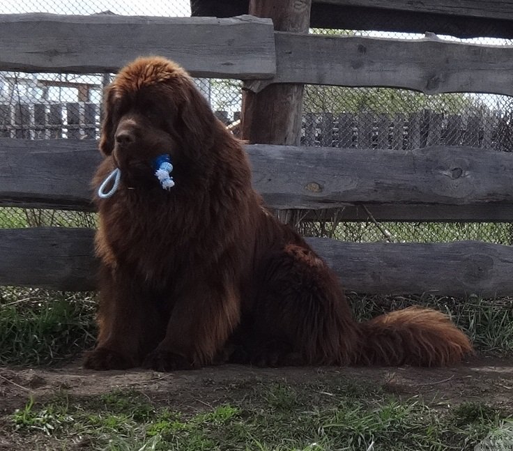 Фото: ньюфаундленд Фанньюф Авалон (Funnewf Avalon)