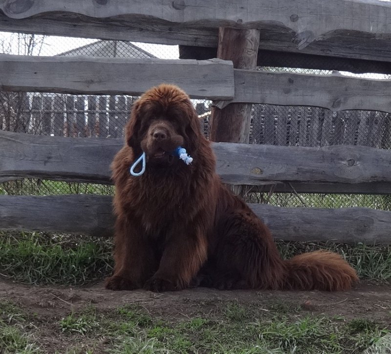 Фото: ньюфаундленд Фанньюф Авалон (Funnewf Avalon)