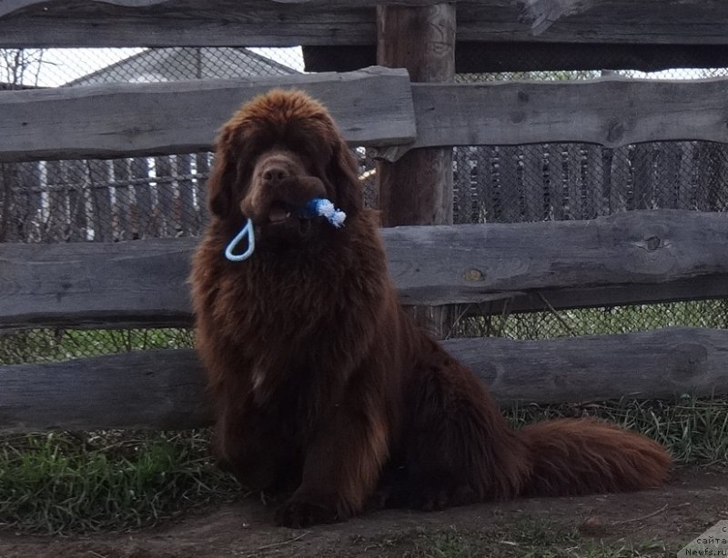 Фото: ньюфаундленд Фанньюф Авалон (Funnewf Avalon)