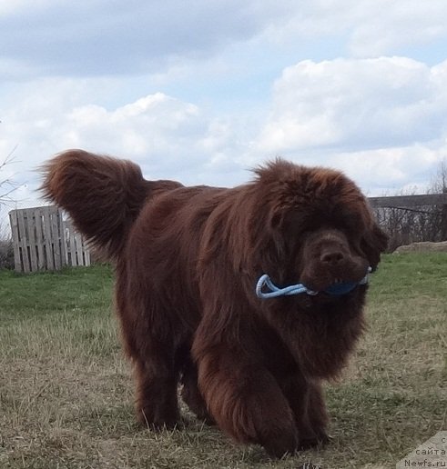 Фото: ньюфаундленд Фанньюф Авалон (Funnewf Avalon)