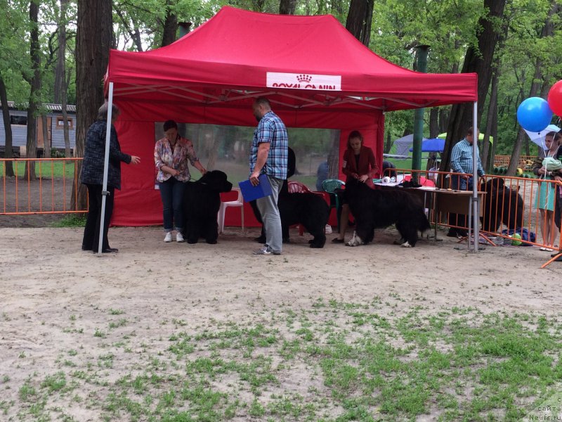 Фото: ньюфаундленд Звездочет от Сибирского Медведя