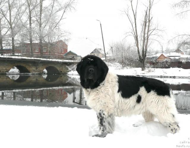 Фото: ньюфаундленд Супер Бизон Арго (Super Bizon Argo)
