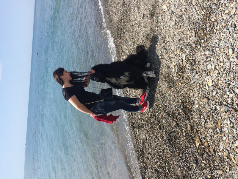 Фото: ньюфаундленд Звездочет от Сибирского Медведя