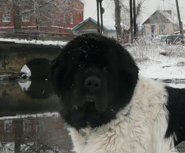 Фото: ньюфаундленд Супер Бизон Арго (Super Bizon Argo)