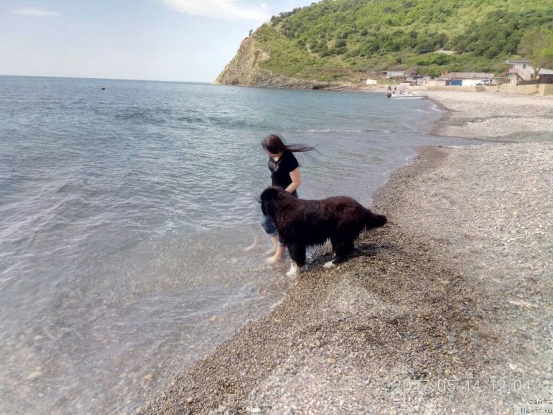 Фото: ньюфаундленд Звездочет от Сибирского Медведя, Ирина Ануфриева