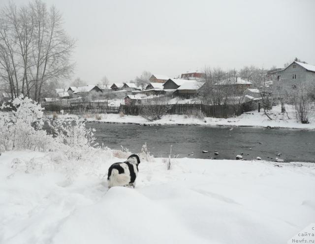 Фото: ньюфаундленд Плюшевая Панда Ла Белла