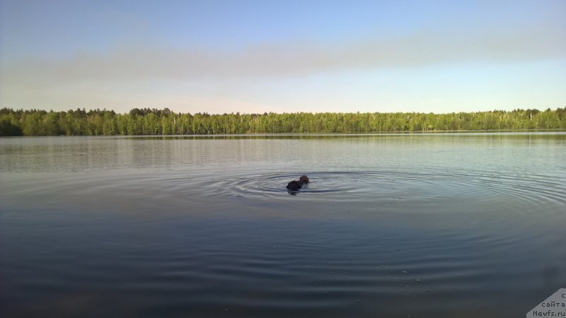 Фото: ньюфаундленд Браунблад МСК Жанара Хайя (Brownblood MSK Zhanara Haya)