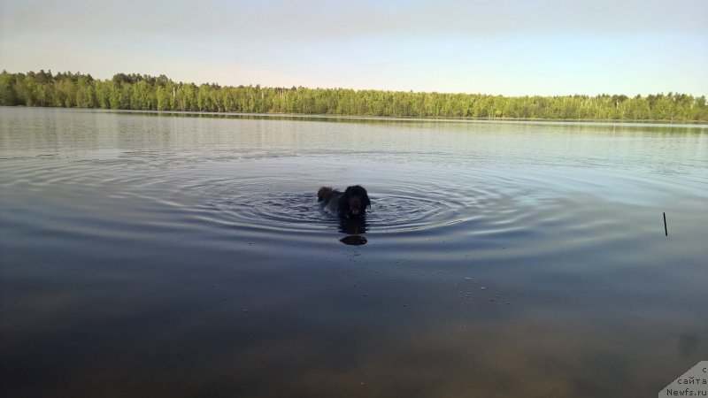 Фото: ньюфаундленд Браунблад МСК Жанара Хайя (Brownblood MSK Zhanara Haya)