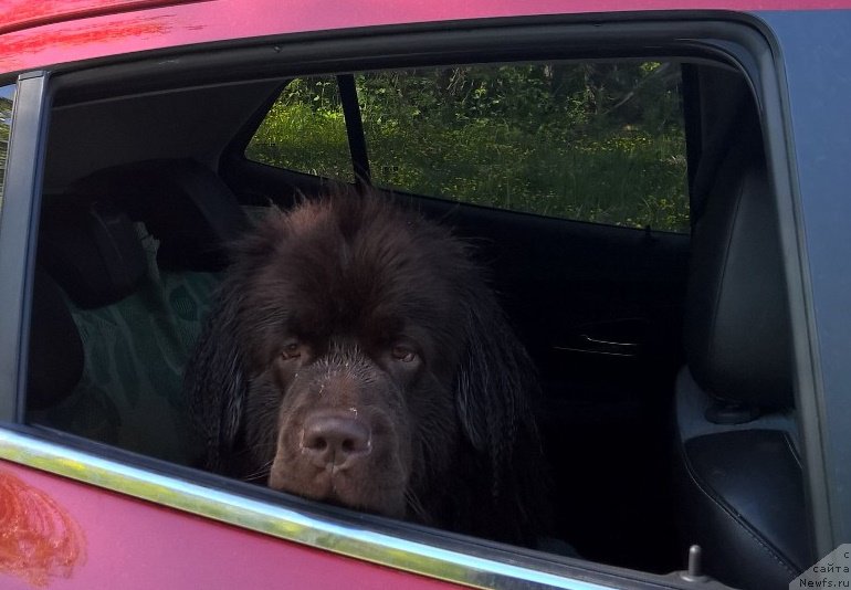 Фото: ньюфаундленд Браунблад МСК Жанара Хайя (Brownblood MSK Zhanara Haya)