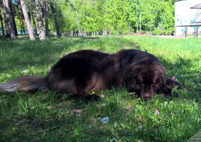 Фото: ньюфаундленд Браунблад МСК Жанара Хайя (Brownblood MSK Zhanara Haya)