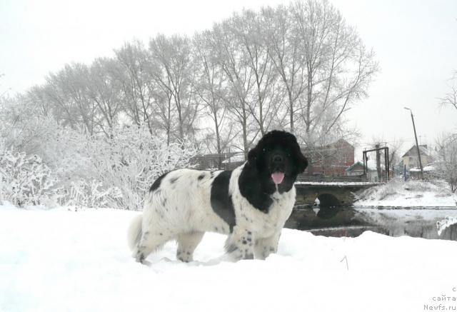 Фото: ньюфаундленд Плюшевая Панда Ла Белла