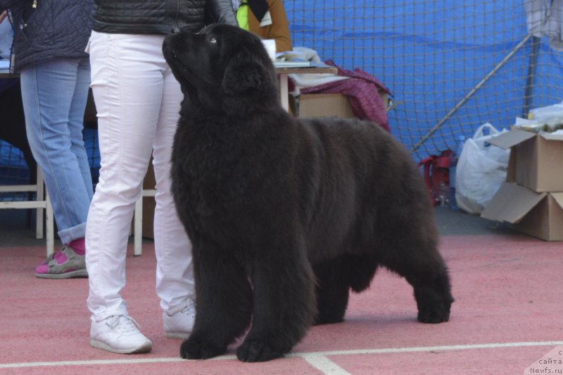 Фотография № 225132