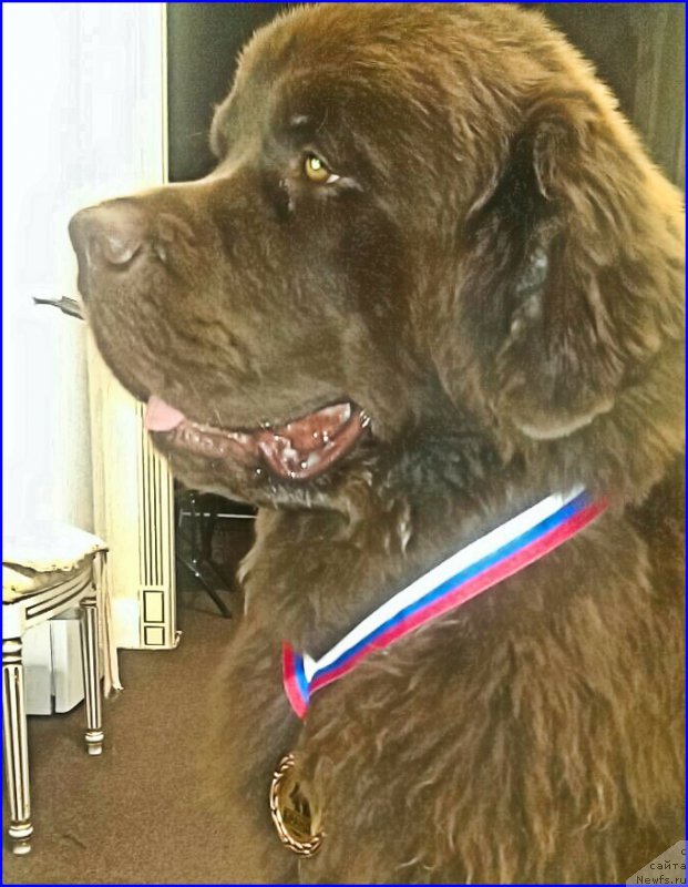 Фото: ньюфаундленд Браунблад МСК Брем Берри