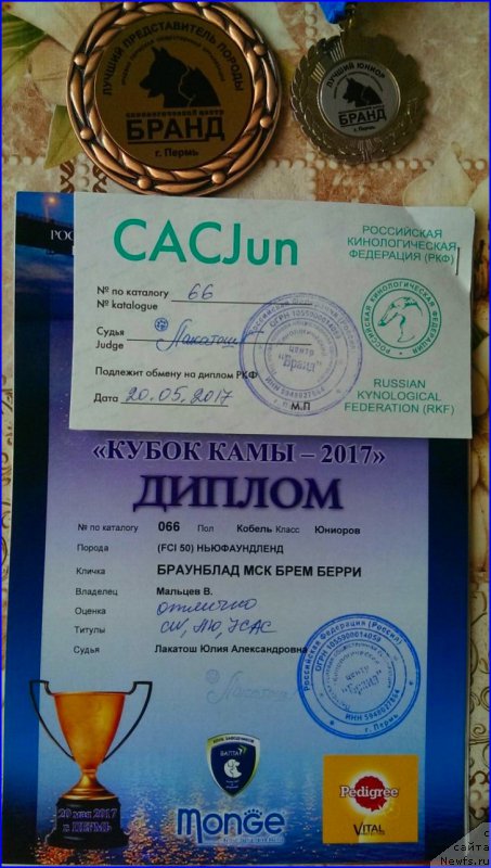 Фото: ньюфаундленд Браунблад МСК Брем Берри