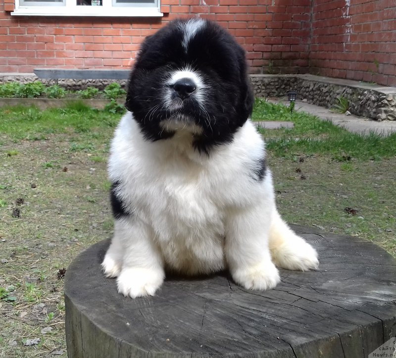 Фото: ньюфаундленд Супер Премиум Чикаго (Super Premium Chicago)