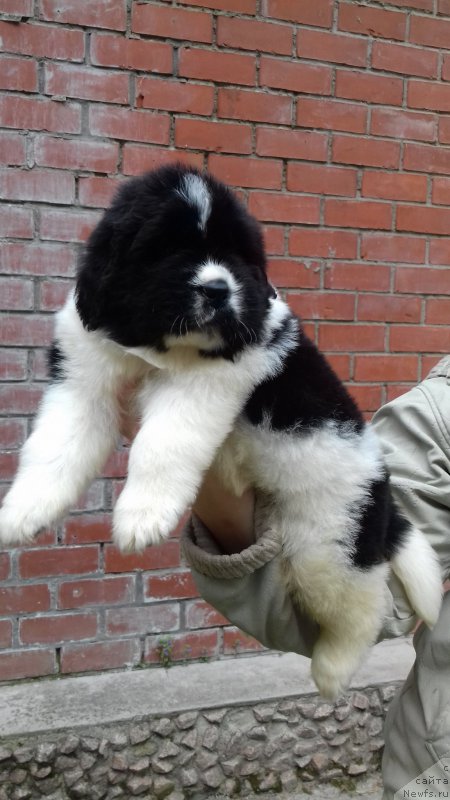 Фотография № 225149