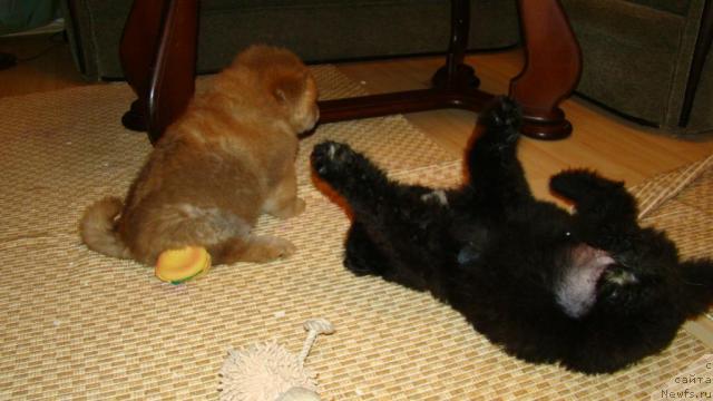 Фото: Сент Джонс Рокко Стелла ди Сант Эрамо