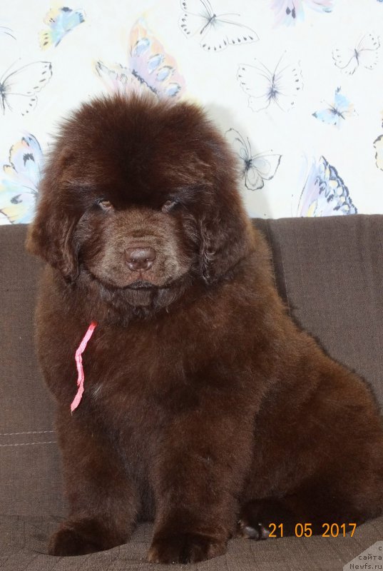 Фотография № 225150