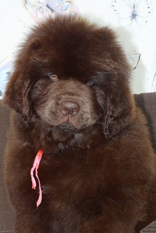 Фотография № 225151