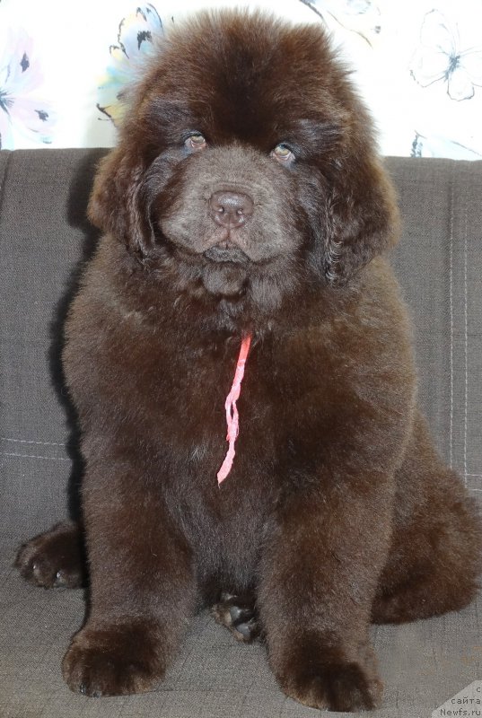 Фотография № 225152