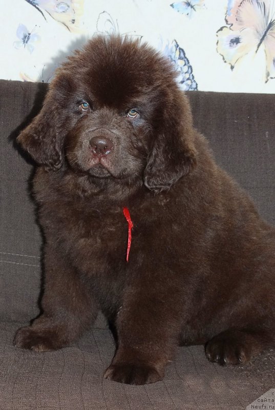 Фотография № 225153