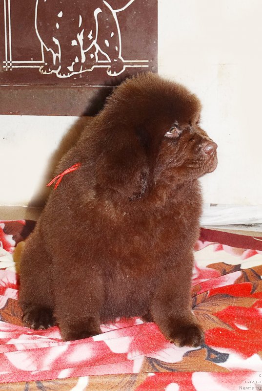 Фотография № 225154