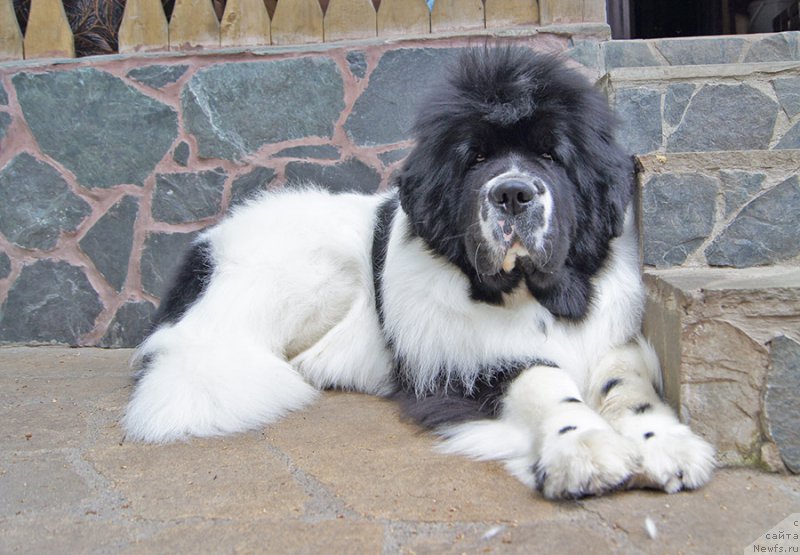 Фото: ньюфаундленд Супер Бизон Мурсиелага