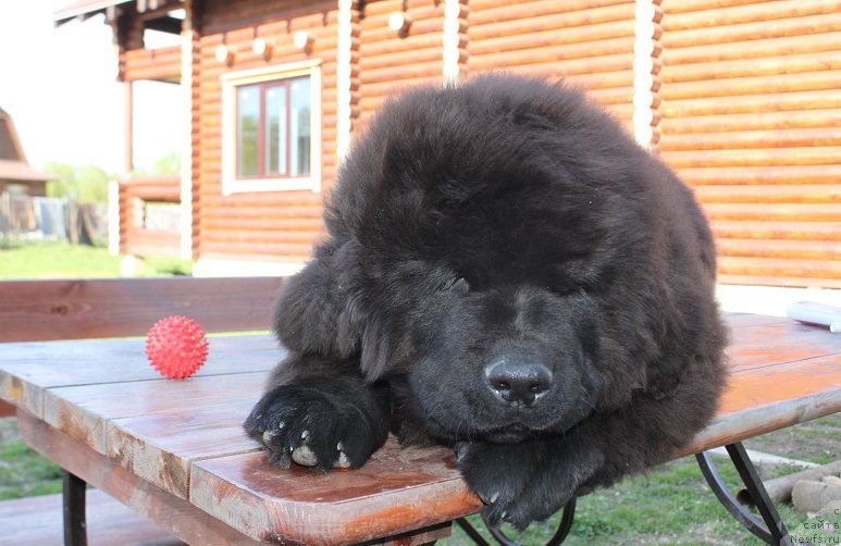 Фотография № 225159