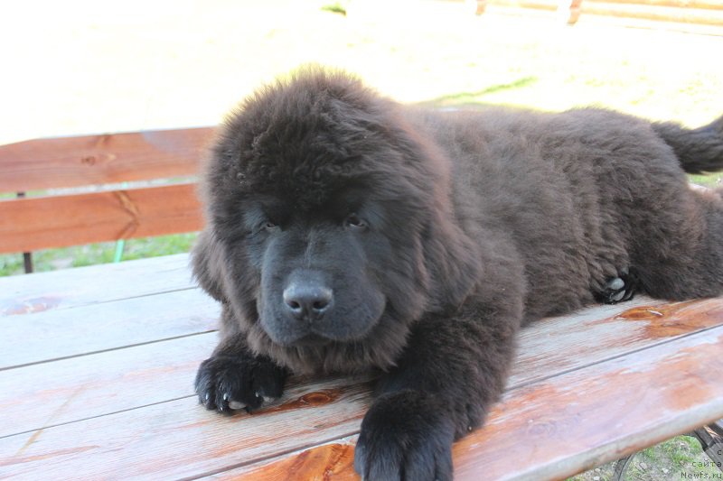 Фотография № 225160