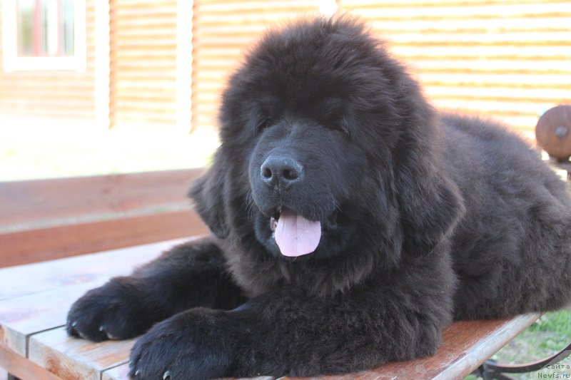 Фотография № 225161