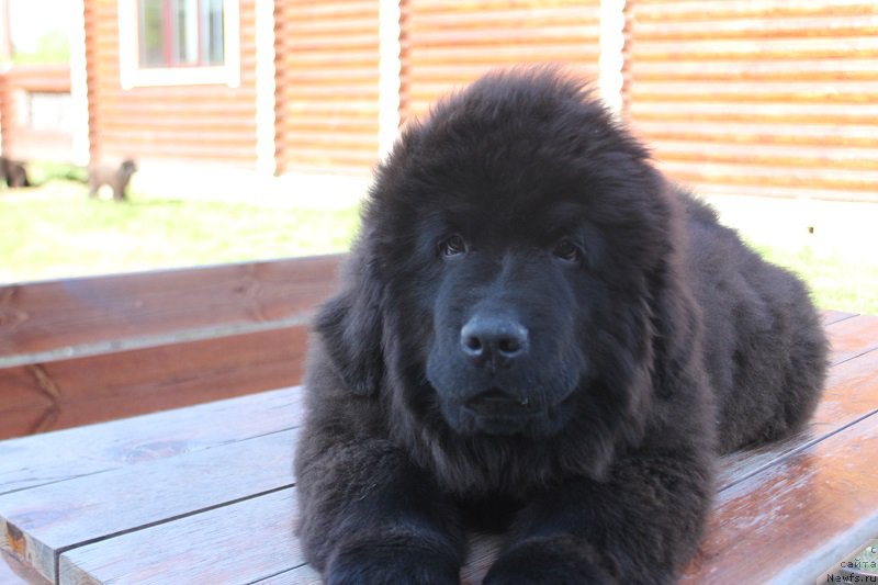 Фотография № 225162