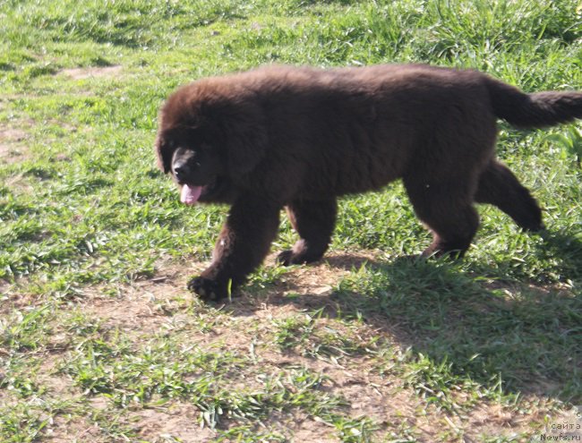 Фотография № 225163