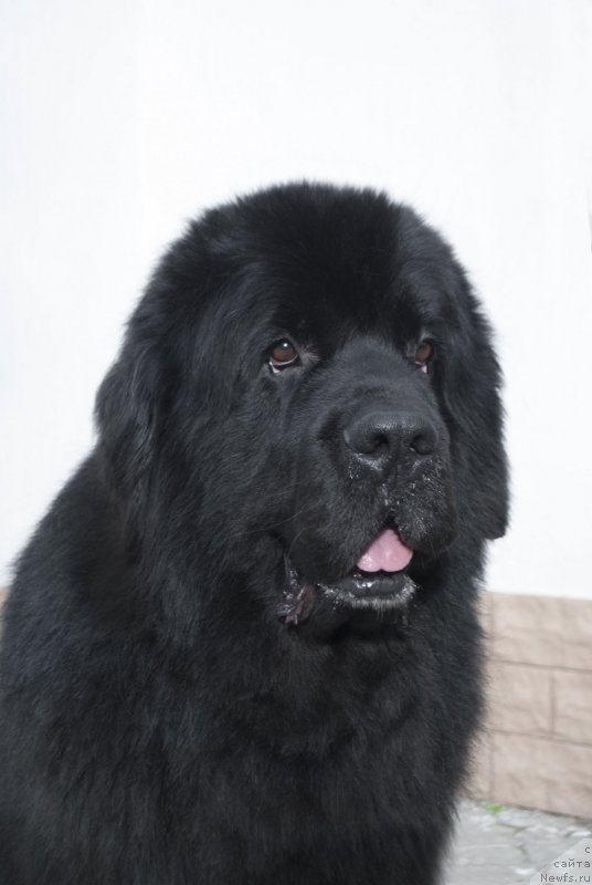 Фото: ньюфаундленд Кипер Соул Лайон Хэерт