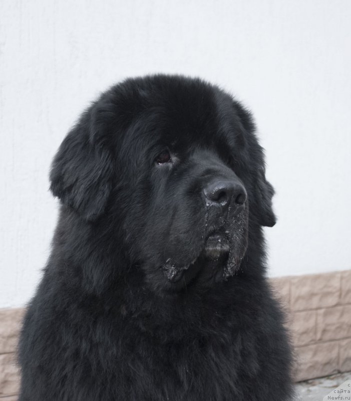 Фото: ньюфаундленд Кипер Соул Лайон Хэерт