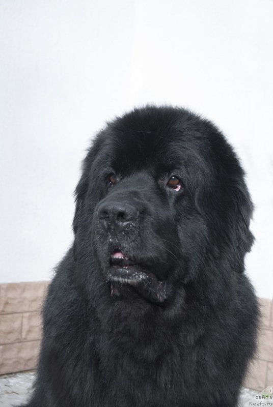 Фотография № 225174