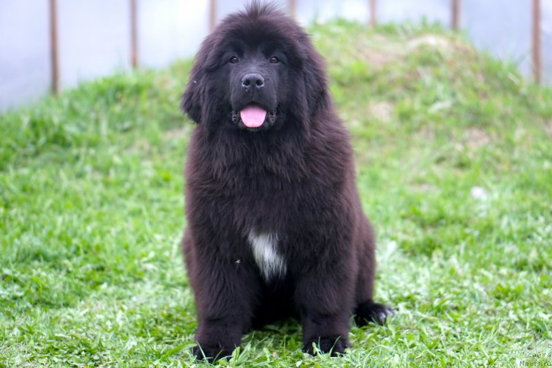 Фото: родители, ньюфаундленд Акватория Келвин Щедривчик (Aquatoriya Kelvin Schedrivchik), ньюфаундленд Акватория Келвин Юник Малина Стайл (Aquatoriya Kelvin Yunique Malina Style)