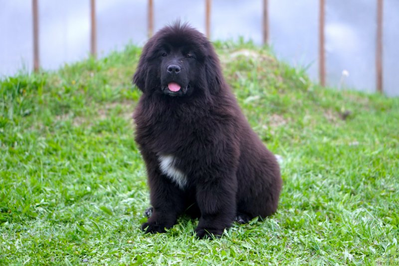 Фото: родители, ньюфаундленд Акватория Келвин Щедривчик (Aquatoriya Kelvin Schedrivchik), ньюфаундленд Акватория Келвин Юник Малина Стайл (Aquatoriya Kelvin Yunique Malina Style)