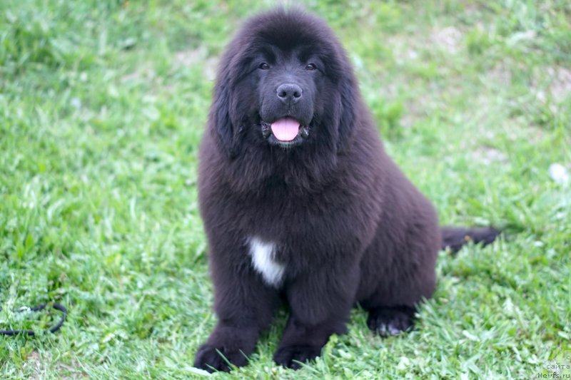 Фото: родители, ньюфаундленд Акватория Келвин Щедривчик (Aquatoriya Kelvin Schedrivchik), ньюфаундленд Акватория Келвин Юник Малина Стайл (Aquatoriya Kelvin Yunique Malina Style)