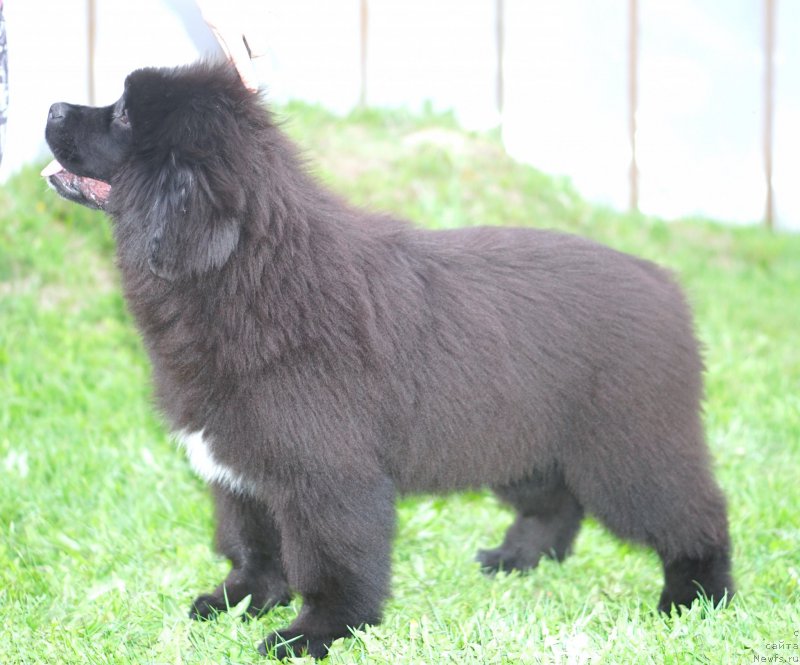 Фото: родители, ньюфаундленд Акватория Келвин Щедривчик (Aquatoriya Kelvin Schedrivchik), ньюфаундленд Акватория Келвин Юник Малина Стайл (Aquatoriya Kelvin Yunique Malina Style)