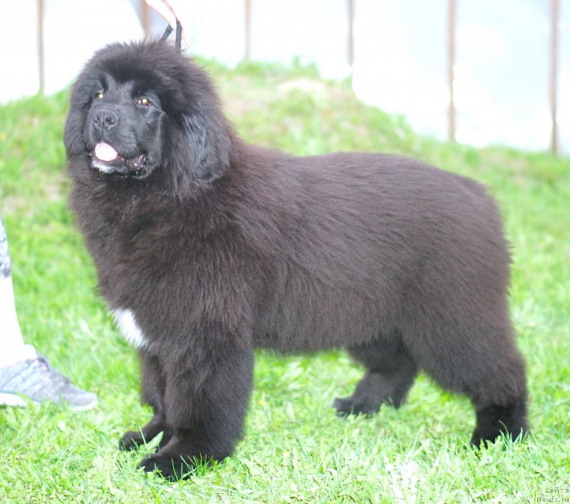 Фото: родители, ньюфаундленд Акватория Келвин Щедривчик (Aquatoriya Kelvin Schedrivchik), ньюфаундленд Акватория Келвин Юник Малина Стайл (Aquatoriya Kelvin Yunique Malina Style)